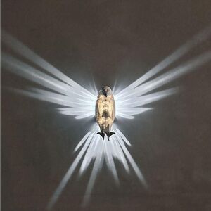 Wall lamp "Bald Eagle" as a night light with LED light